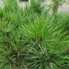 PLANTES AVENUE - Pin rouge du japon alice verkade/[-]pot de 12l - 40/60 cm