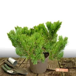 PLANTES AVENUE - Pin rouge du japon alice verkade/[-]pot de 12l - 40/60 cm