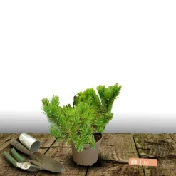 PLANTES AVENUE - Pin sylvestre nian globosa viridis/[-]pot de 3l - 40/60 cm