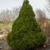 PLANTES AVENUE - Épinette blanche conica/[-]pot de 5l - 40/60 cm