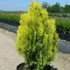 PLANTES AVENUE - Thuya du canada orientalis semperaurea/[-]pot de 7,5l - 60/80 cm