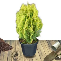 PLANTES AVENUE - Thuya du canada orientalis semperaurea/[-]pot de 7,5l - 60/80 cm