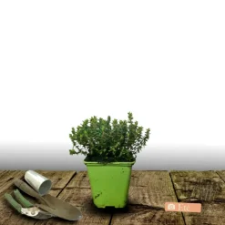 PLANTES AVENUE - Thym commum - prêt à consommer/[-]pot de 1,5l - 10/20 cm