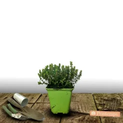 PLANTES AVENUE - Thym commum - prêt à consommer/[-]pot de 1,5l - 10/20 cm