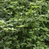 PLANTES AVENUE - Vigne d'ornement aconitifolia/[-]pot de 1,5l - tuteur bambou 30/60 cm