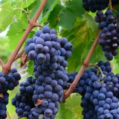 PLANTES AVENUE - Vigne fraise isabella/[-]pot de 3l - echelle bambou 60/120 cm