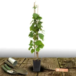 PLANTES AVENUE - Vigne vinifera autumn royal/[-]pot de 3l - echelle bambou 60/120 cm