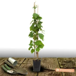 PLANTES AVENUE - Vigne vinifera autumn royal/[-]pot de 3l - echelle bambou 60/120 cm