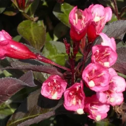 PLANTES AVENUE - Weigela florida nana purpurea/[-]pot de 1,5l - 10/20 cm