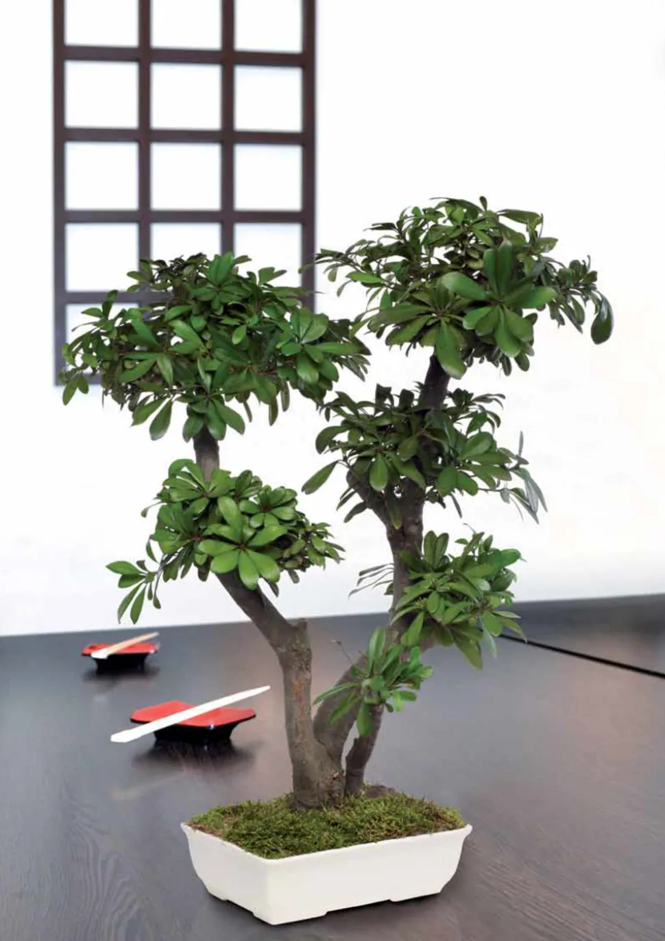 PLANTESTABILISÉE.COM - Bonsaï tobira naturel stabilisé - arbre stabilisé - plante d'intérieur - 50 cm