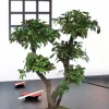 PLANTESTABILISÉE.COM - Bonsaï tobira naturel stabilisé 70 cm