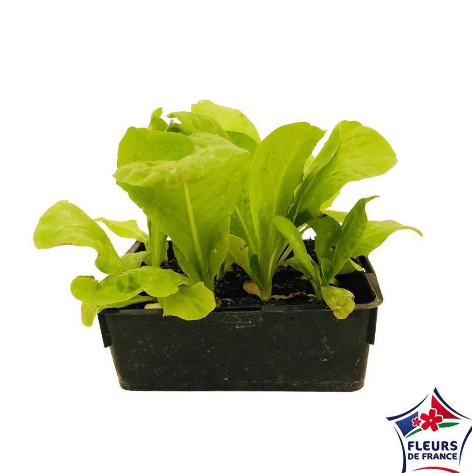 Plants de chicorées Pain de Sucre 'Jupiter' : barquette de 12 plants