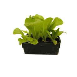 Plants de chicorées Pain de Sucre 'Jupiter' : barquette de 12 plants