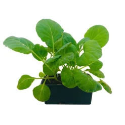 Plants de choux de Bruxelles 'Genius' F1 : barquette de 6 plants