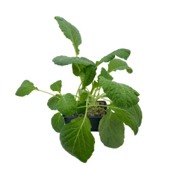Plants de choux de Milan 'Supervoy' F1 : barquette de 6 plants