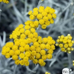 Plants de Curry : Pot de 1L