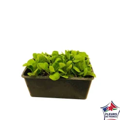 Plants de mâche 'Trophy' : barquette de 12 plants