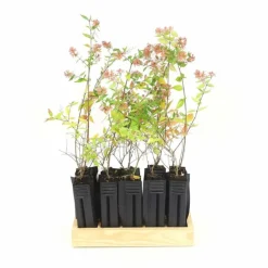 PÉPINIÈRES NAUDET - 10 abélia (abélia x grandiflora) - haie d'abélia