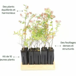 PÉPINIÈRES NAUDET - 10 abélia (abélia x grandiflora) - haie d'abélia