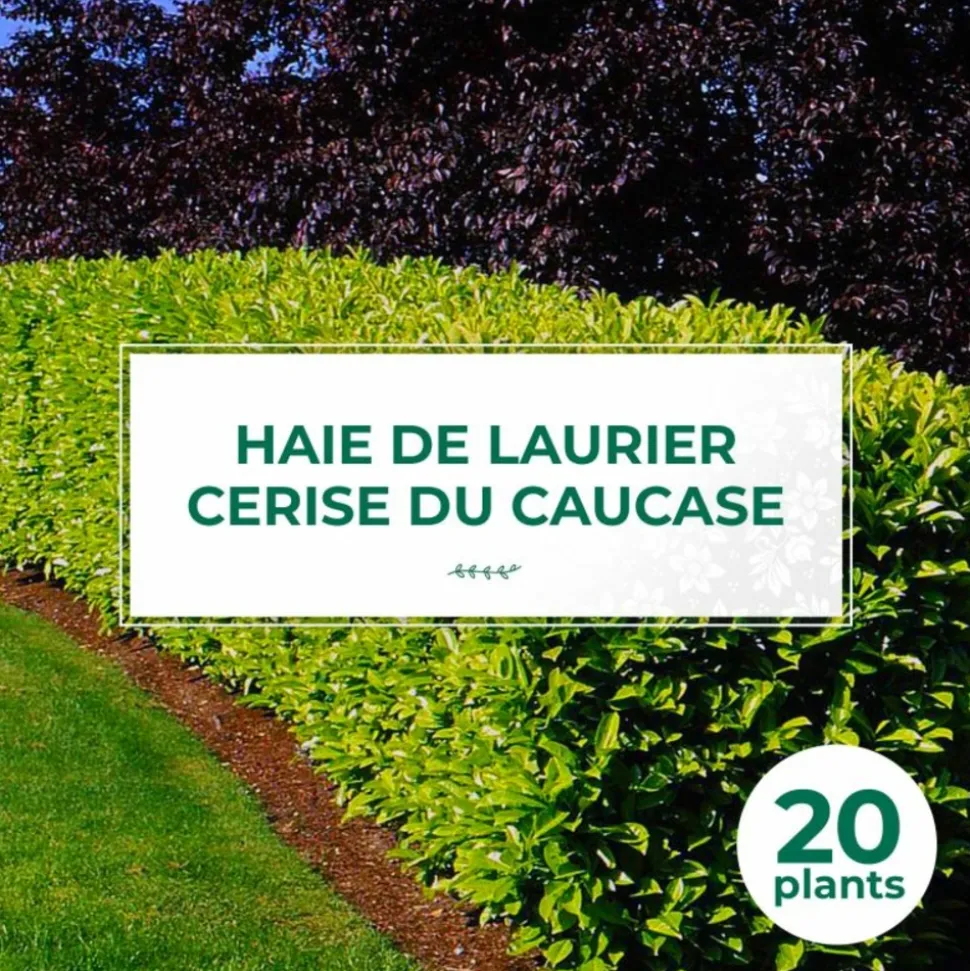 PÉPINIÈRES NAUDET - 20 lauriers cerise du caucase (prunus laurocerasus caucasica) - haie de laurier cerise du caucase
