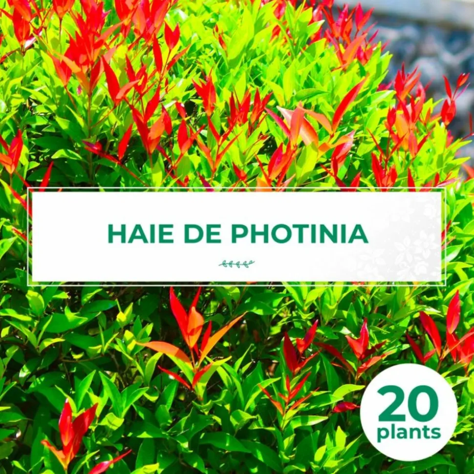 PÉPINIÈRES NAUDET - 20 photinias (photinia fraseri 'red robin') - haie de photinia