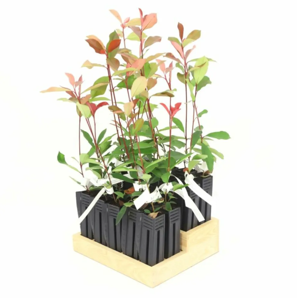 PÉPINIÈRES NAUDET - 20 photinias (photinia fraseri 'red robin') - haie de photinia