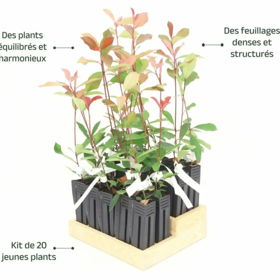 PÉPINIÈRES NAUDET - 20 photinias (photinia fraseri 'red robin') - haie de photinia