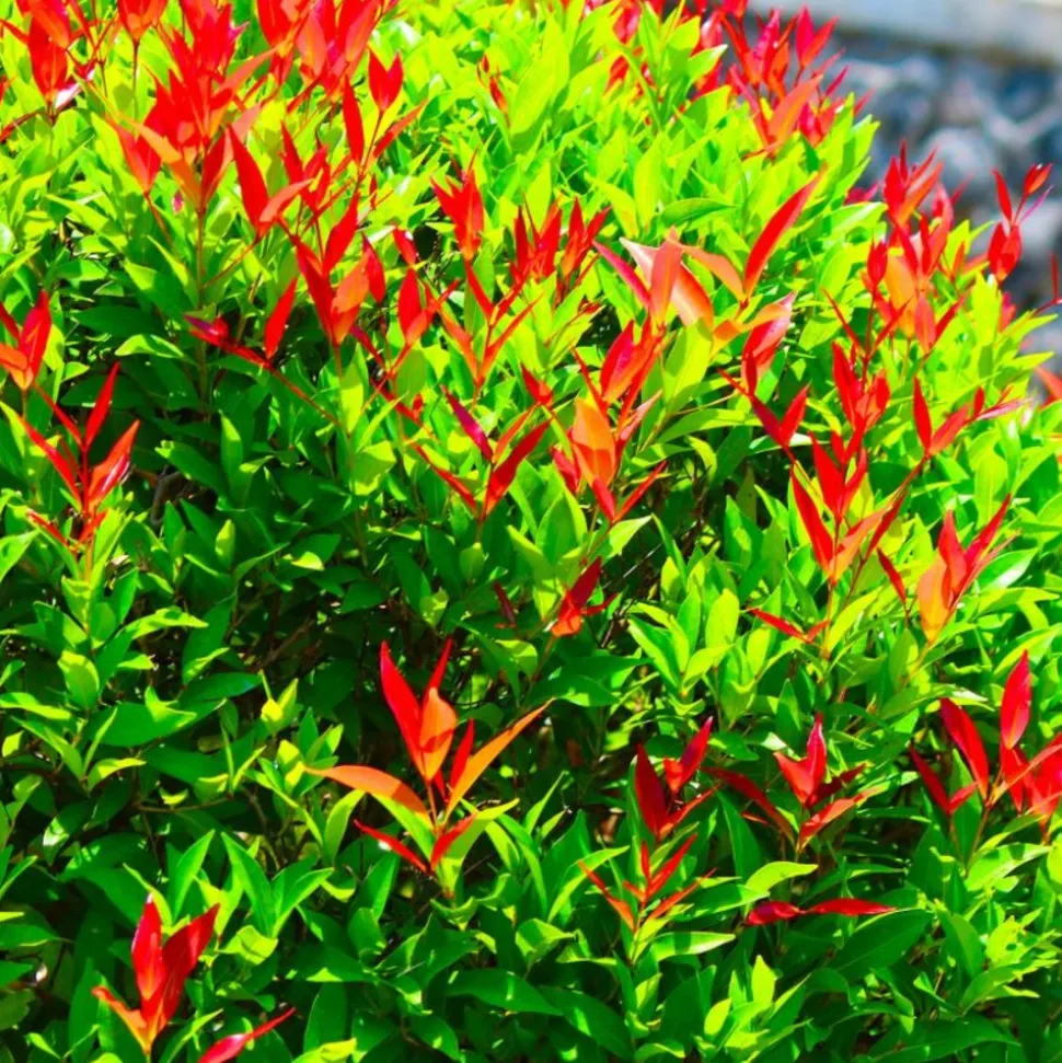 PÉPINIÈRES NAUDET - 10 photinia (photinia fraseri 'red robin') - haie de photinia red robin