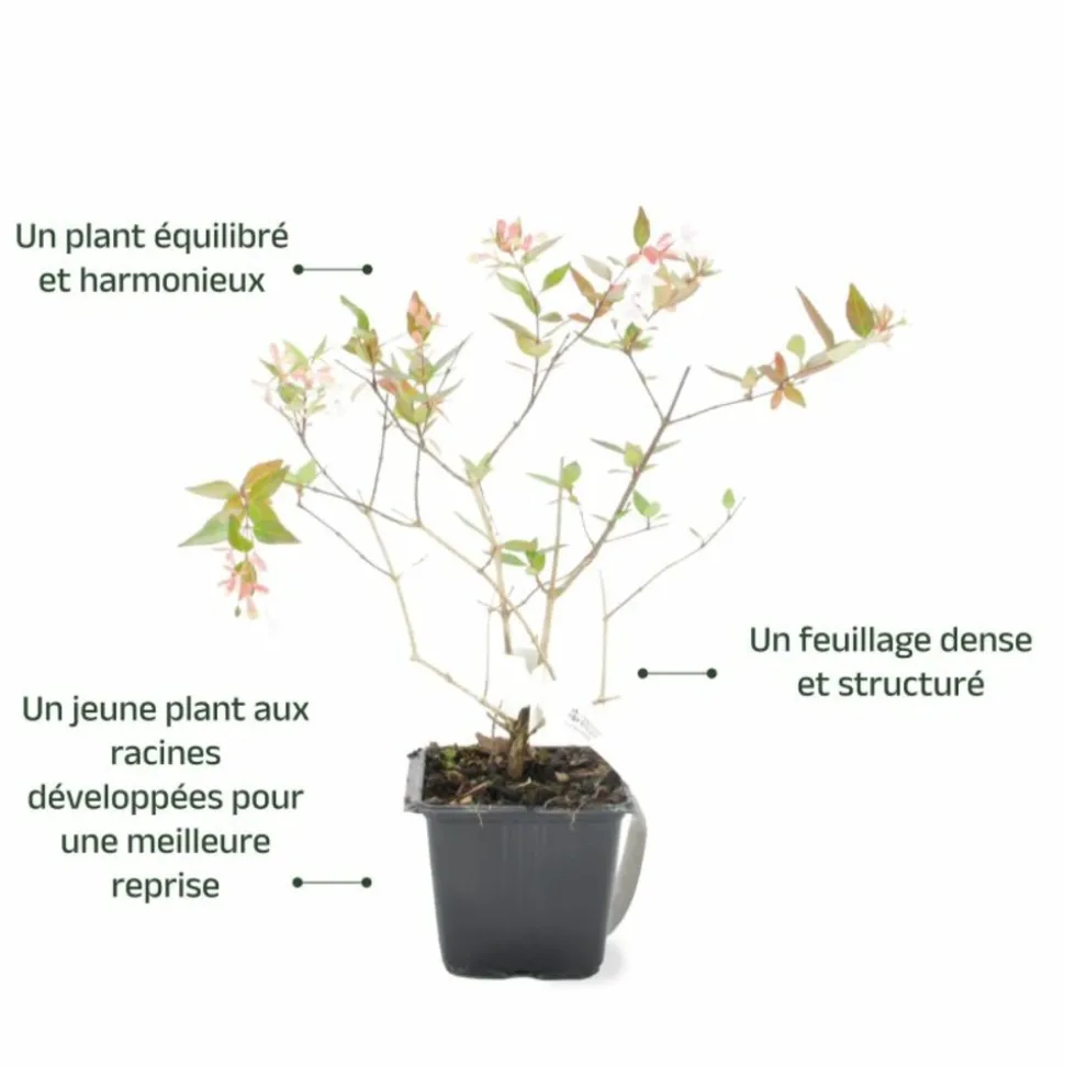 PÉPINIÈRES NAUDET - Abélia x grandiflora (abelia x grandiflora)