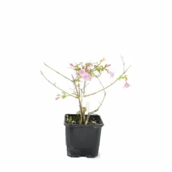 PÉPINIÈRES NAUDET - Abélia x grandiflora 'edward goucher' (abelia x grandiflora 'edward goucher')