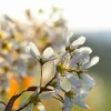 PÉPINIÈRES NAUDET - Amélanchier à feuilles ovales (amelanchier ovalis)