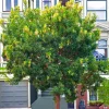 PÉPINIÈRES NAUDET - Arbousier ou arbre aux fraises (arbutus unedo)