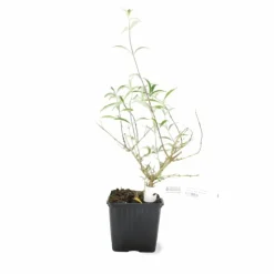 PÉPINIÈRES NAUDET - Arbre aux papillons 'nanho purple' (buddleja davidii 'nanho purple')