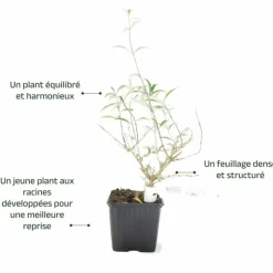 PÉPINIÈRES NAUDET - Arbre aux papillons 'nanho purple' (buddleja davidii 'nanho purple')