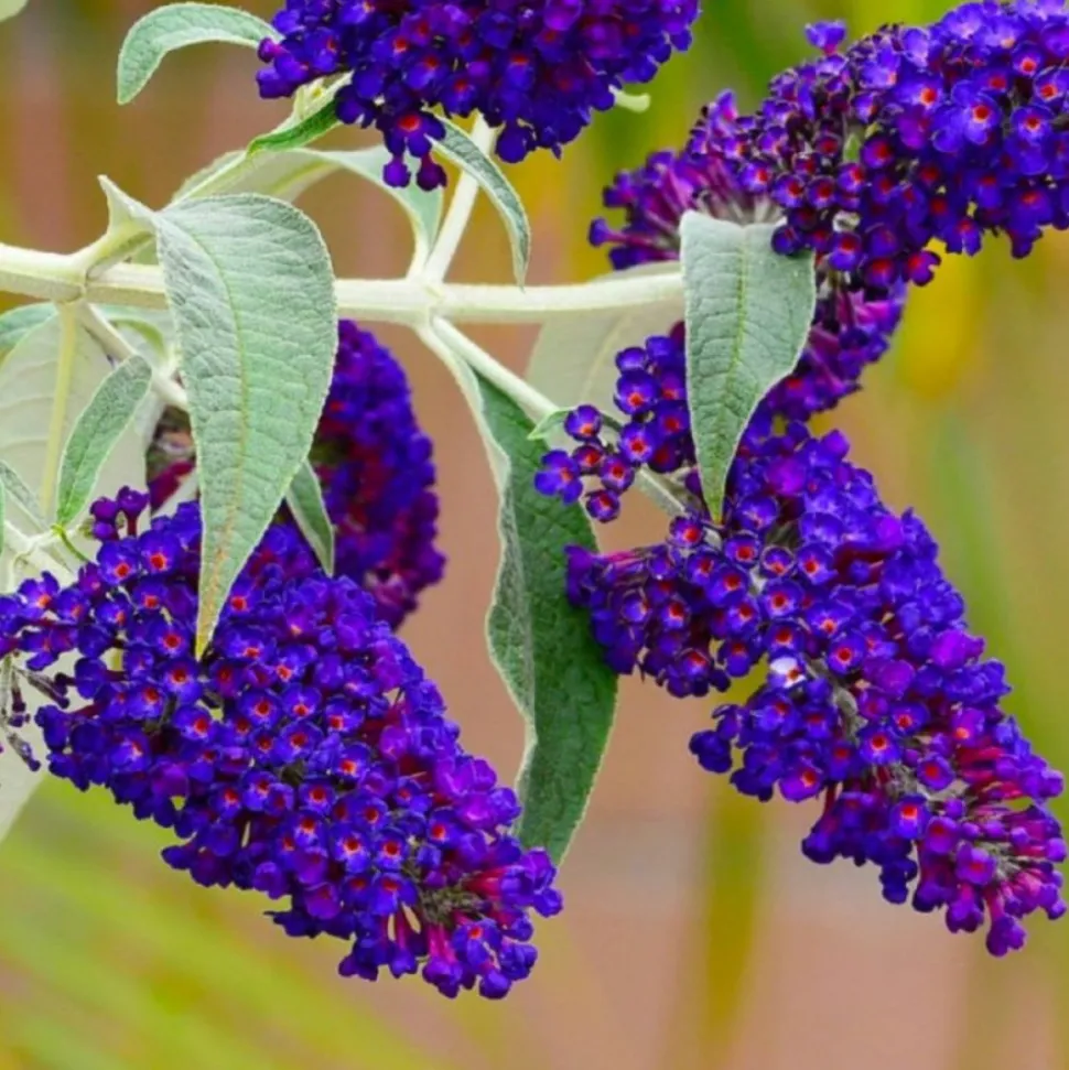 PÉPINIÈRES NAUDET - Arbre aux papillons 'black knight' (buddleja davidii 'black knight')
