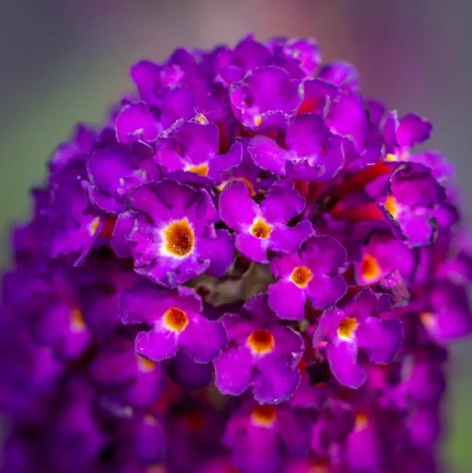 PÉPINIÈRES NAUDET - Arbre aux papillons 'black knight' (buddleja davidii 'black knight')