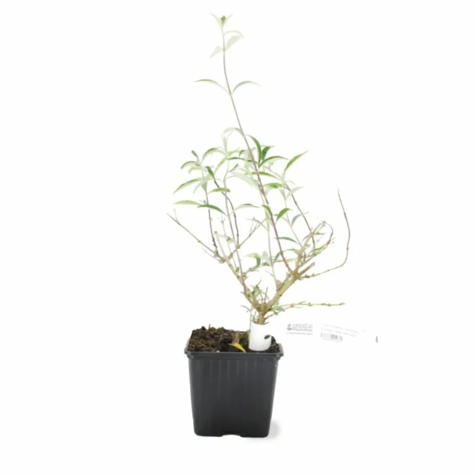 PÉPINIÈRES NAUDET - Arbre aux papillons 'black knight' (buddleja davidii 'black knight')