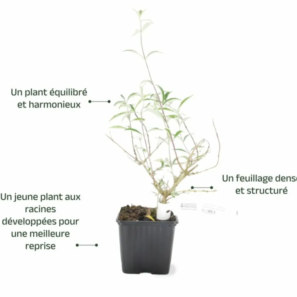 PÉPINIÈRES NAUDET - Arbre aux papillons 'black knight' (buddleja davidii 'black knight')