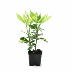 PÉPINIÈRES NAUDET - Aucuba à feuilles de croton (aucuba japonica 'crotonifolia')