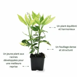 PÉPINIÈRES NAUDET - Aucuba à feuilles de croton (aucuba japonica 'crotonifolia')