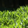 PÉPINIÈRES NAUDET - Bambou nain 'pumilus' (pleioblastus argenteostriatus 'pumilus')