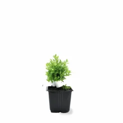 PÉPINIÈRES NAUDET - Buis à bordure nain 'suffruticosa nana' (buxus sempervirens 'suffruticosa nana')