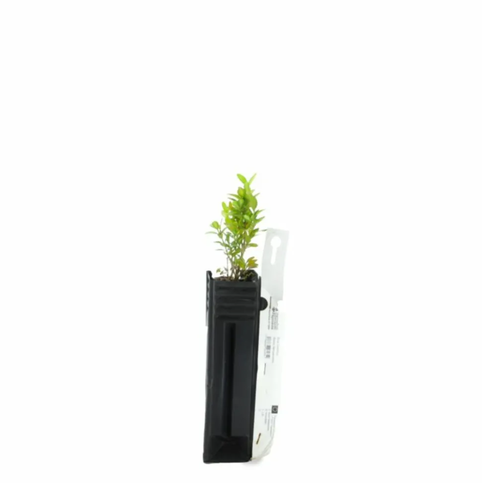 PÉPINIÈRES NAUDET - Buis commun (buxus sempervirens)
