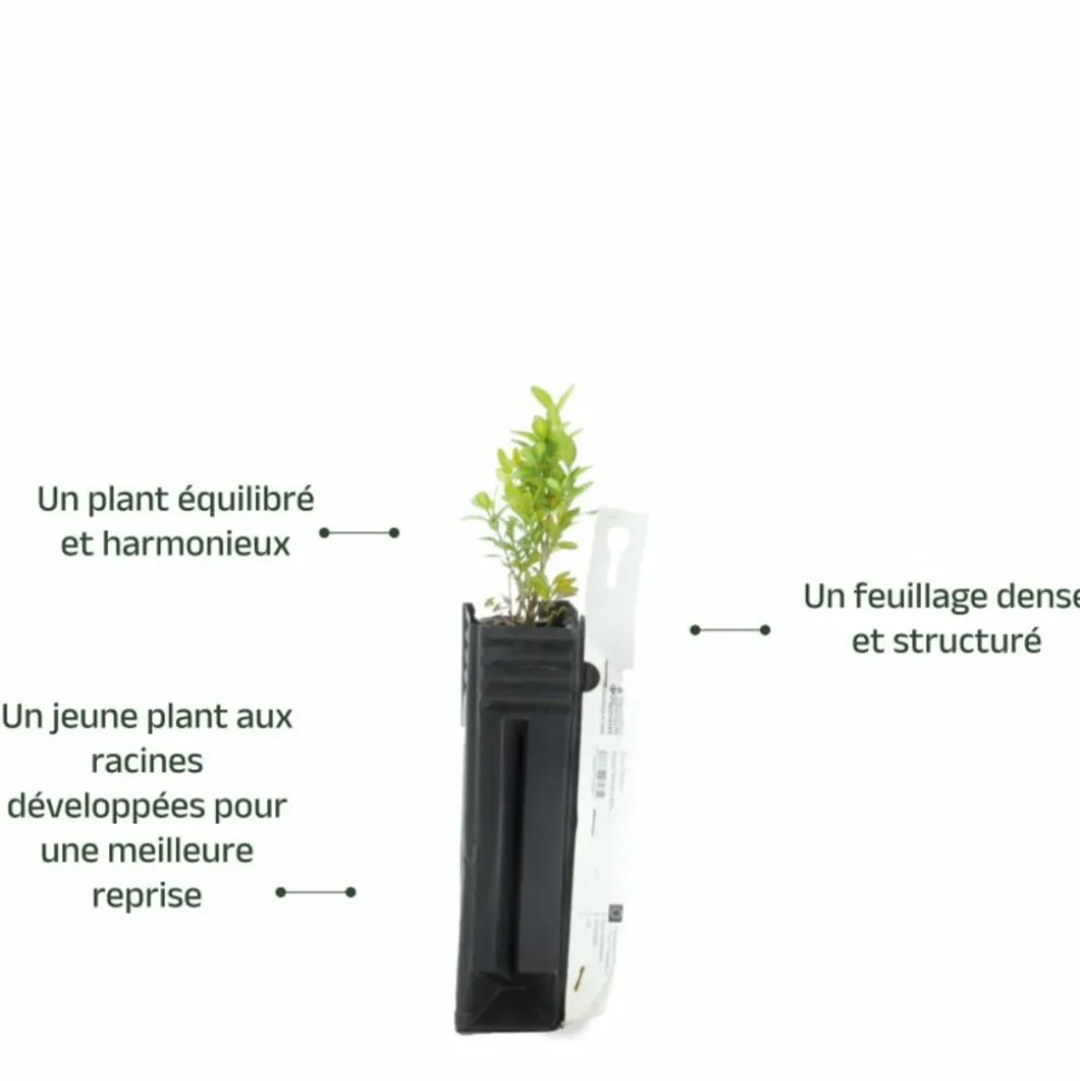 PÉPINIÈRES NAUDET - Buis commun (buxus sempervirens)