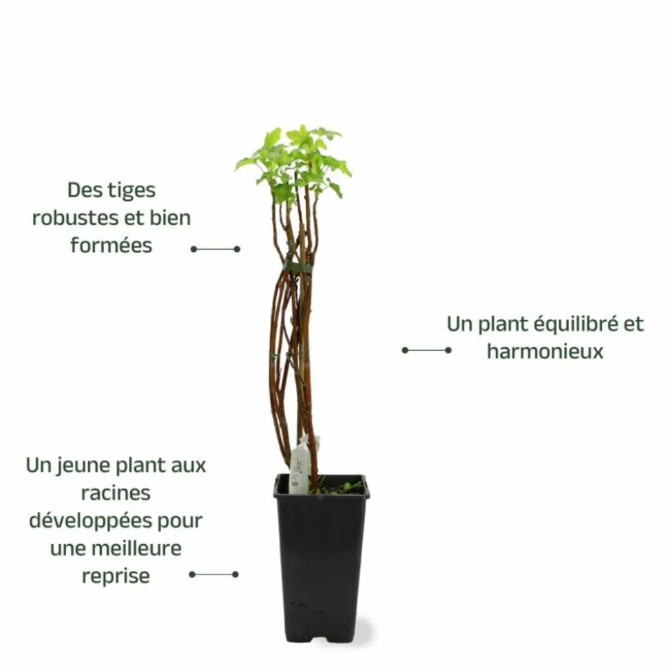 PÉPINIÈRES NAUDET - Cassissier 'andega' (ribes nigrum 'andega')