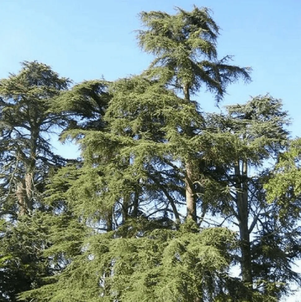 PÉPINIÈRES NAUDET - Cèdre vert de l'atlas (cedrus atlantica) - godet - taille 13/25cm