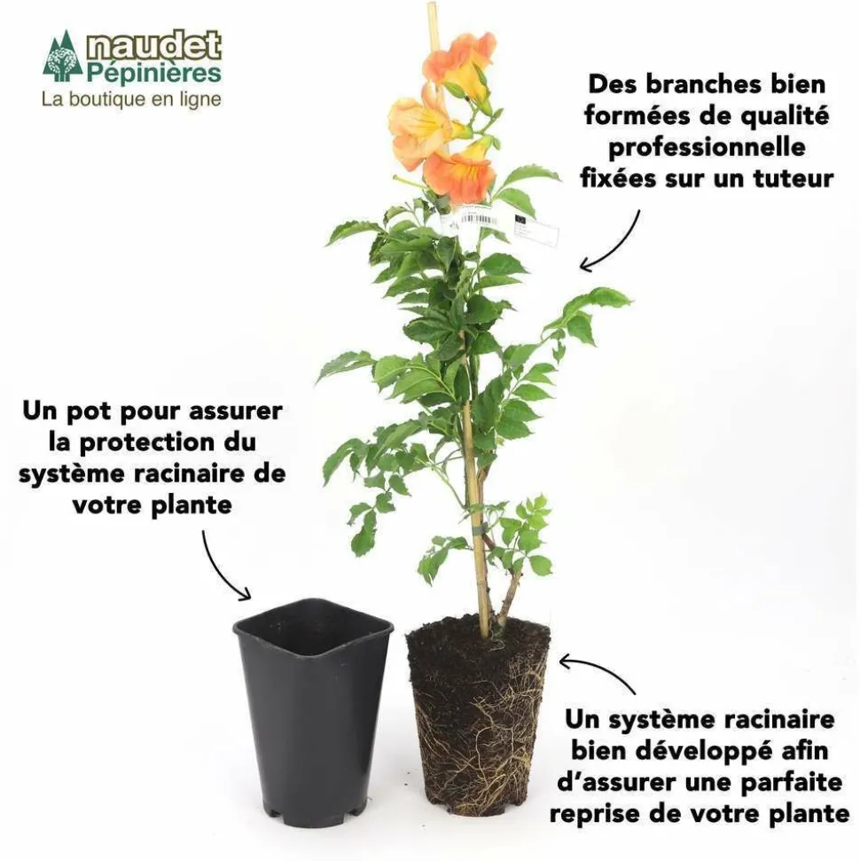 PÉPINIÈRES NAUDET - Chèvrefeuille du japon 'chinensis' (lonicera japonica 'chinensis')