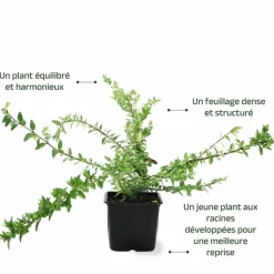 PÉPINIÈRES NAUDET - Chèvrefeuille à feuilles de buis 'maigruen' (lonicera nitida 'maigruen')