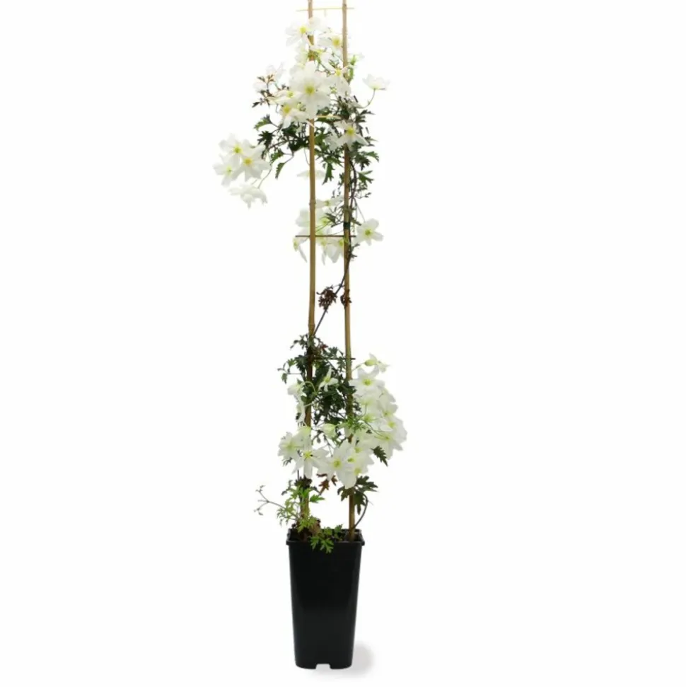 PÉPINIÈRES NAUDET - Clématite 'early sensation'