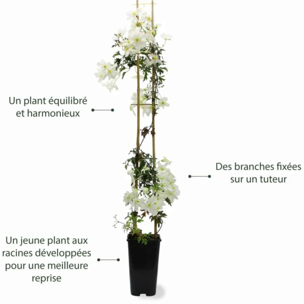 PÉPINIÈRES NAUDET - Clématite 'early sensation'